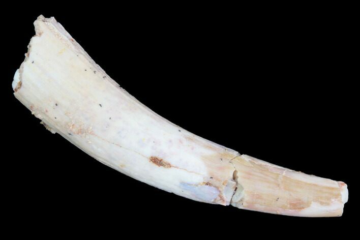 Bargain, Pterosaur (Siroccopteryx) Tooth - Morocco #93181